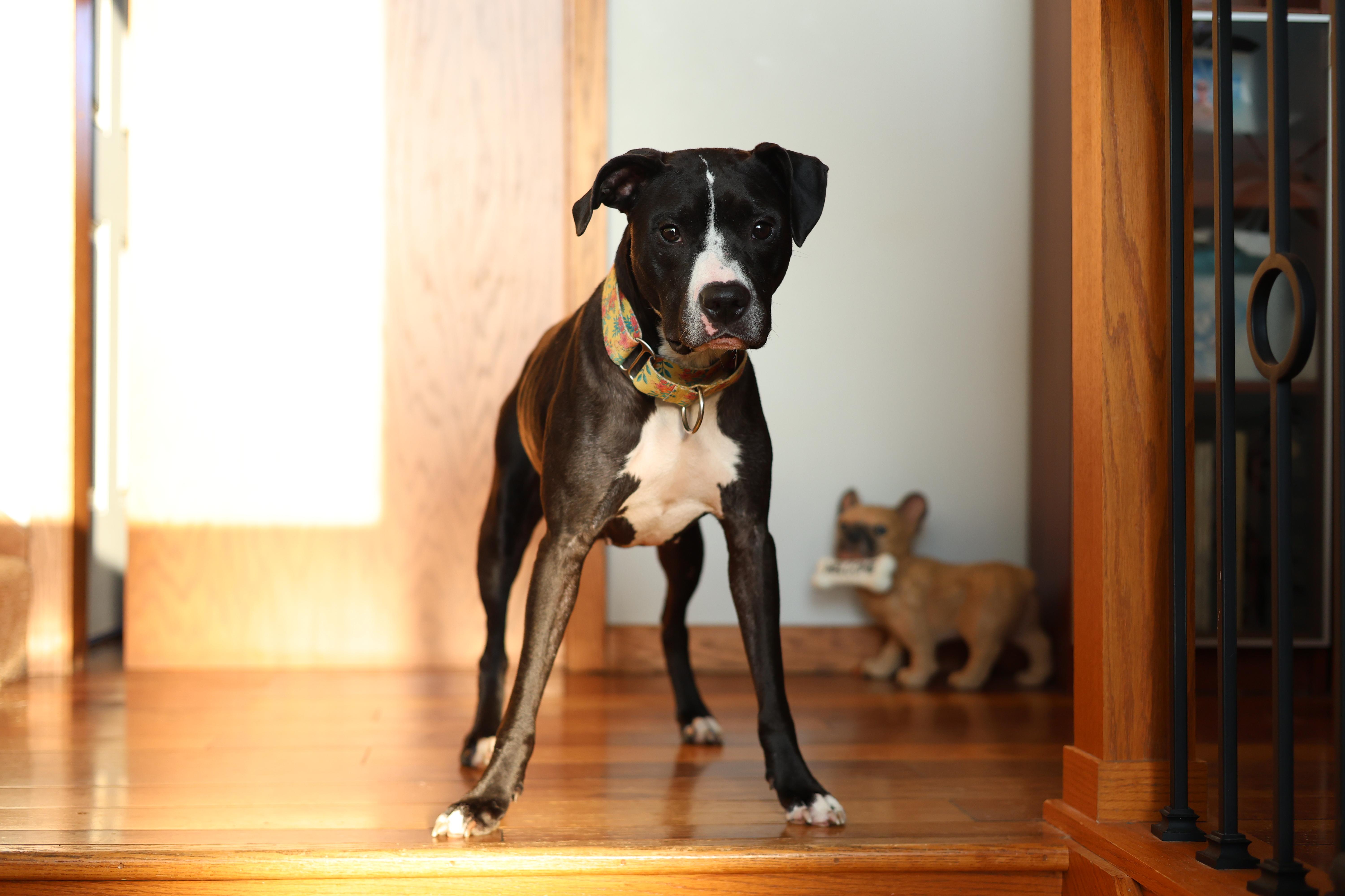 Enlarge Maya Angelou, a Adoptable mixed breed in Sioux Falls, SD image 6/6
