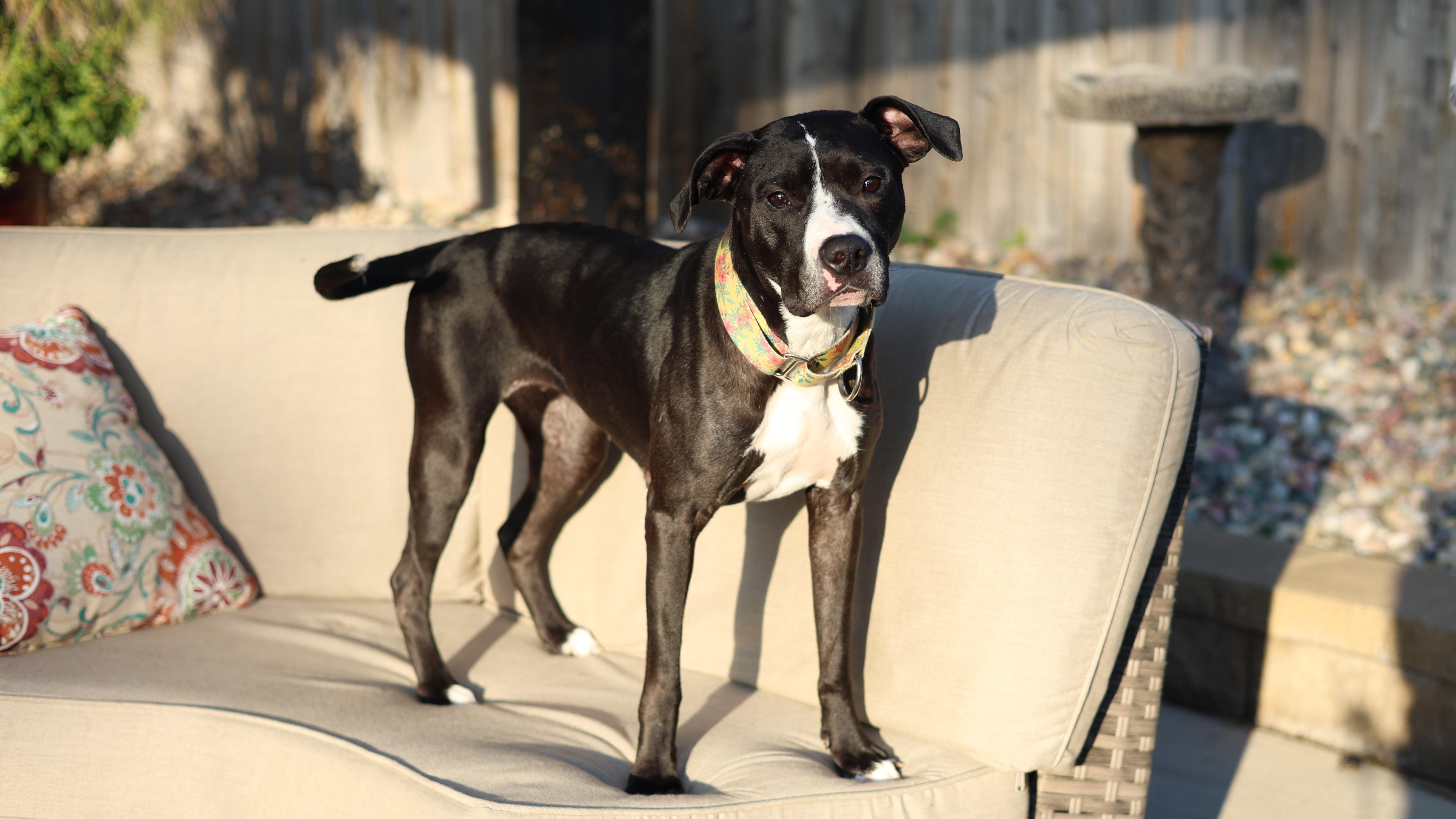 Enlarge Maya Angelou, a Adoptable mixed breed in Sioux Falls, SD image 3/6