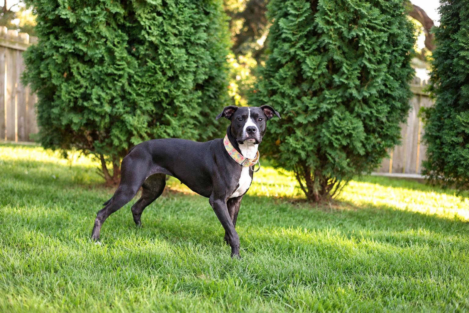 Enlarge Maya Angelou, a Adoptable mixed breed in Sioux Falls, SD image 2/6
