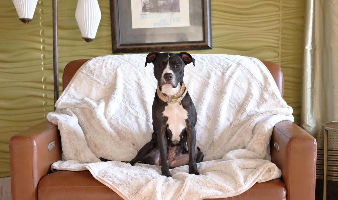 Enlarge Maya Angelou, a Adoptable mixed breed in Sioux Falls, SD image 4/6