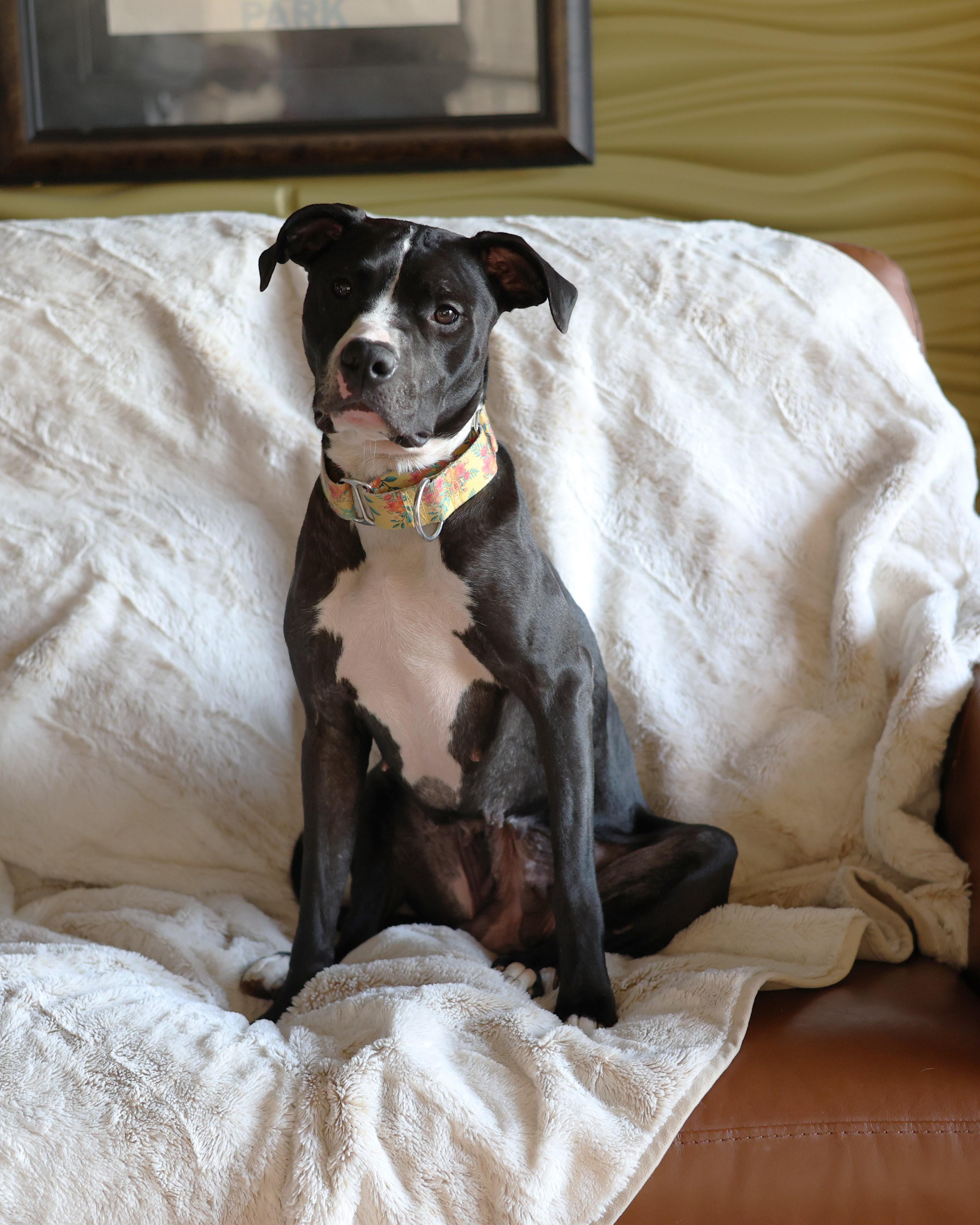 Enlarge Maya Angelou, a Adoptable mixed breed in Sioux Falls, SD image 5/6