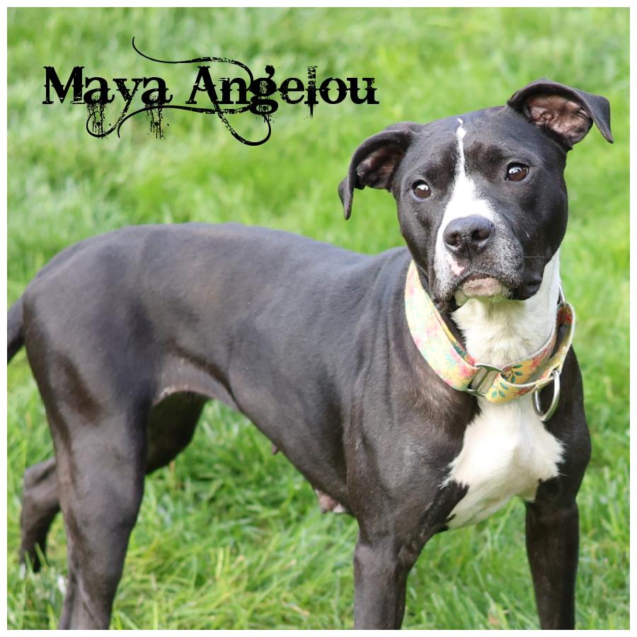 Enlarge Maya Angelou, a Adoptable mixed breed in Sioux Falls, SD image 1/6
