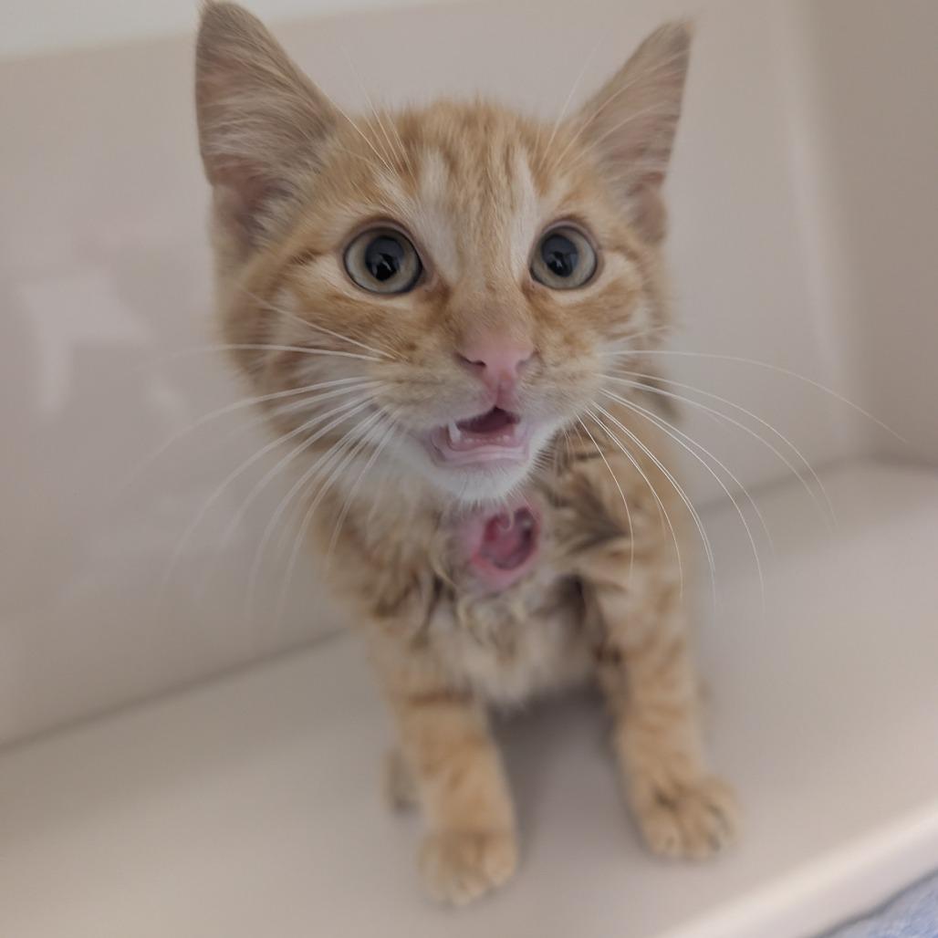 Mart Mart, Adoptable, Kitten Male Domestic Short Hair.
