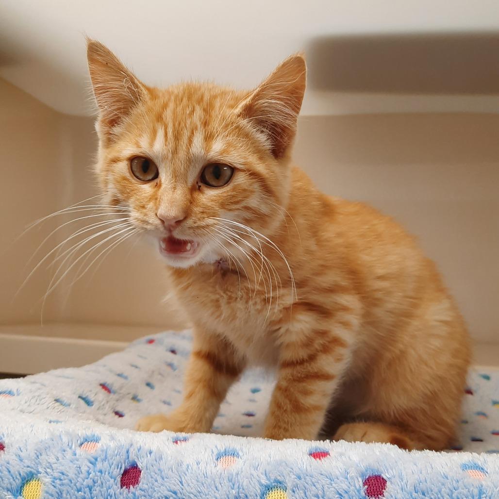 Enlarge Mart Mart, a Adoptable Domestic Short Hair in Watertown, NY image 2/3