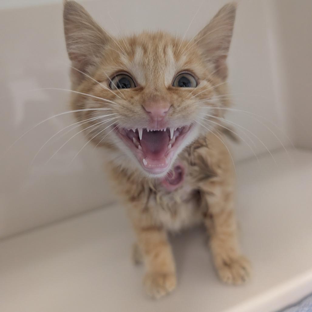 Enlarge Mart Mart, a Adoptable Domestic Short Hair in Watertown, NY image 3/3
