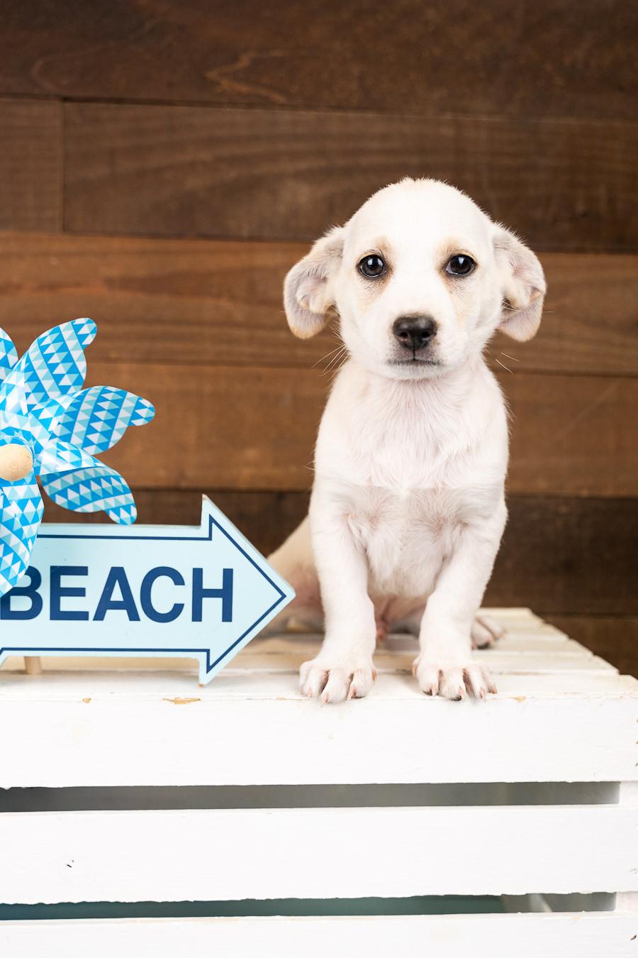 560-26, adopted, Puppy Male Chihuahua.