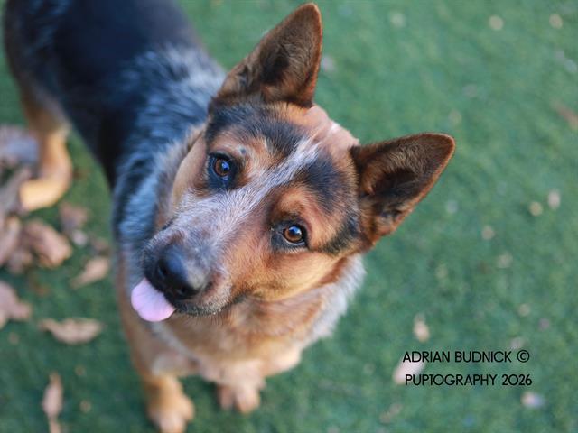 Enlarge FRENCHIE, an adopted Mixed Breed in Nashville, TN image 1/2