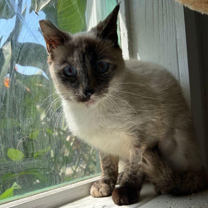 Blue, Adoptable, Adult Female Siamese.