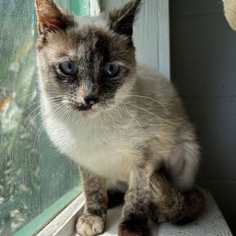 Enlarge Blue, a Adoptable Siamese in Ontario, CA image 2/3