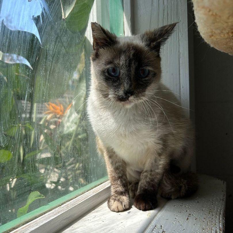 Enlarge Blue, a Adoptable Siamese in Ontario, CA image 3/3