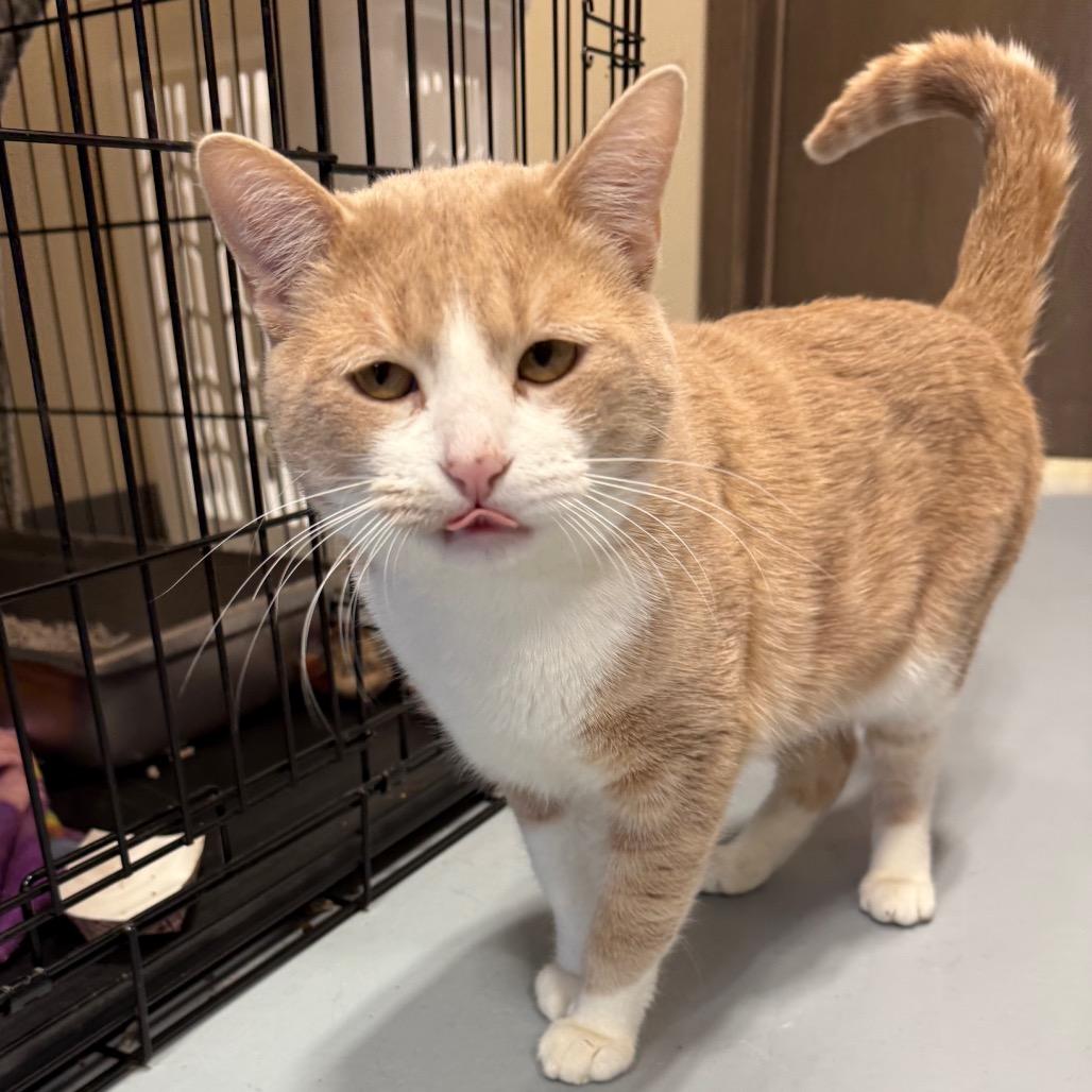 Taco, Adoptable, Adult Male Domestic Short Hair.