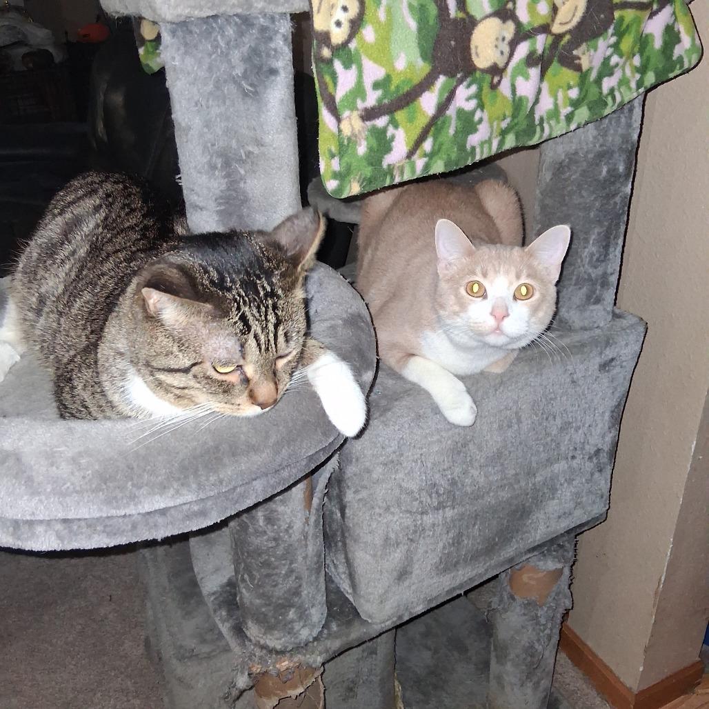 Enlarge Taco, a Adoptable Domestic Short Hair in Bismarck, ND image 2/5