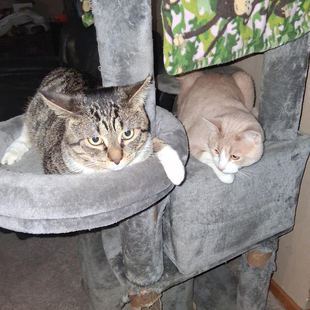 Enlarge Taco, a Adoptable Domestic Short Hair in Bismarck, ND image 3/5