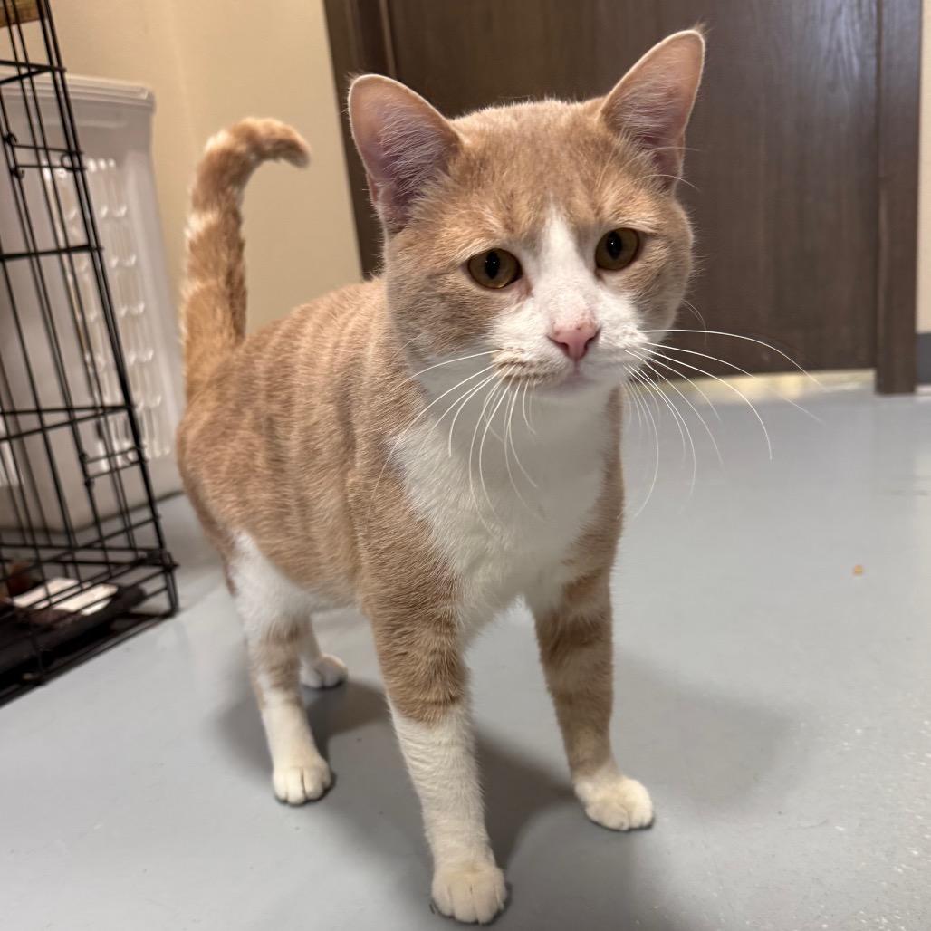 Enlarge Taco, a Adoptable Domestic Short Hair in Bismarck, ND image 4/5