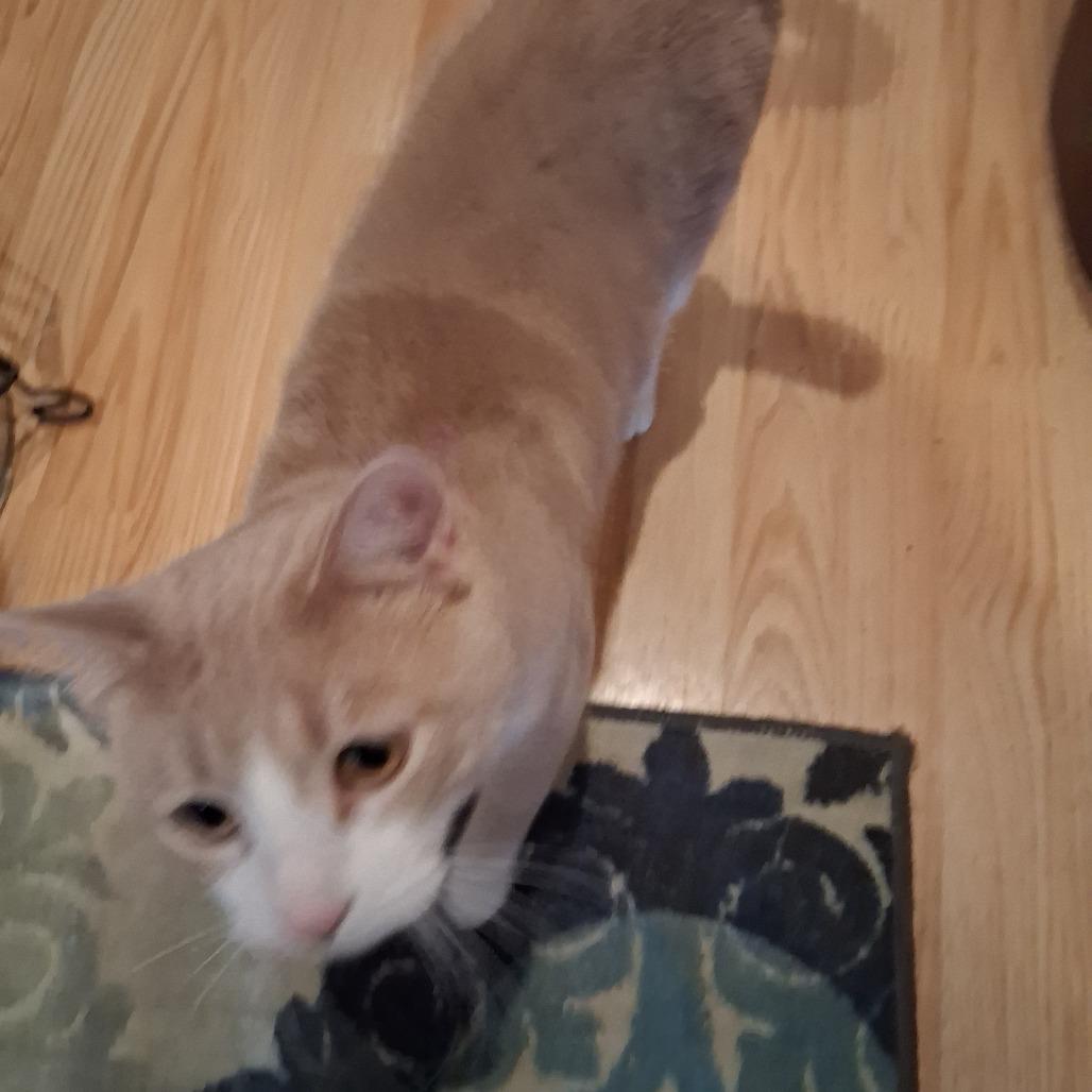 Enlarge Taco, a Adoptable Domestic Short Hair in Bismarck, ND image 5/5