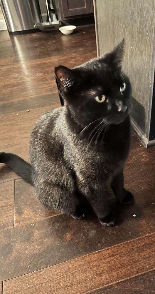 Enlarge Sabrina, a Adoptable Domestic Short Hair in Salisbury, NC image 1/3