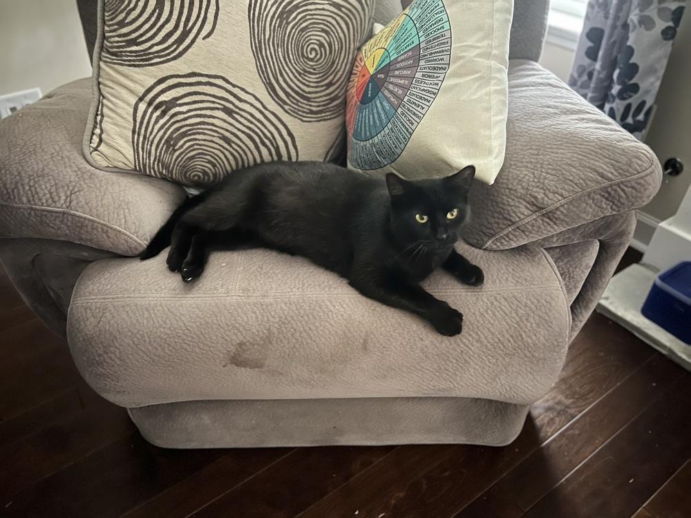 Enlarge Sabrina, a Adoptable Domestic Short Hair in Salisbury, NC image 2/3