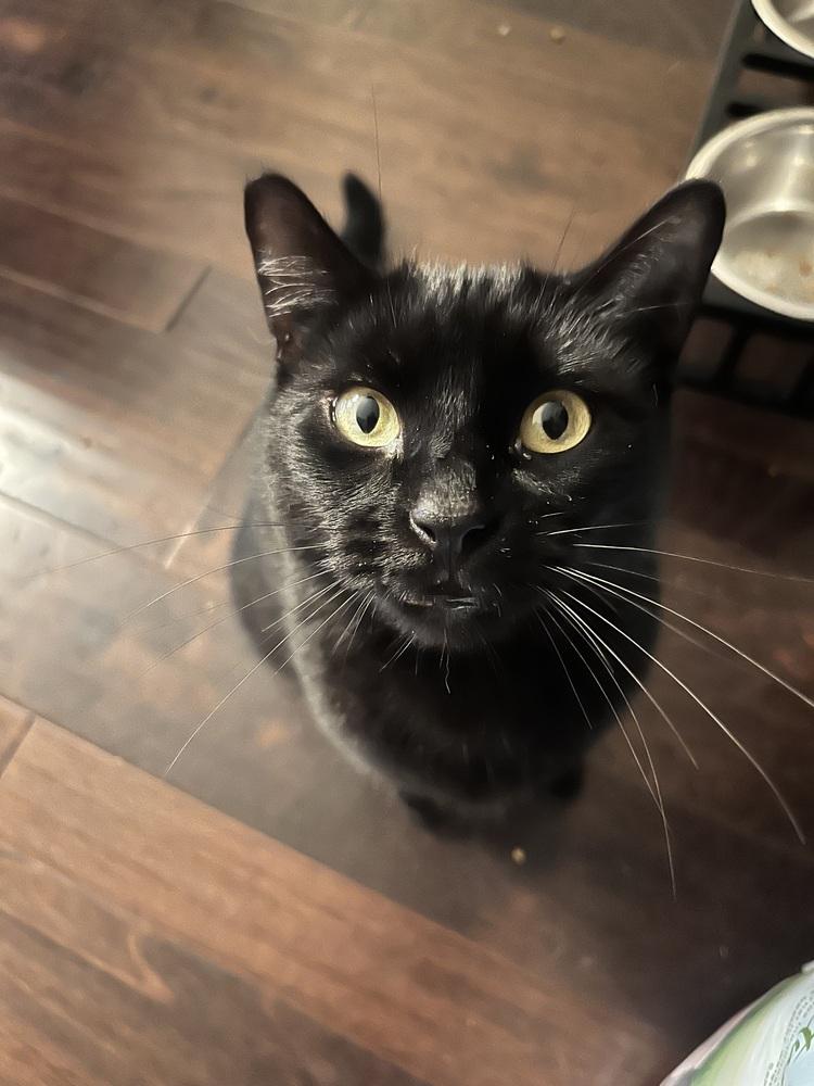 Enlarge Sabrina, a Adoptable Domestic Short Hair in Salisbury, NC image 3/3