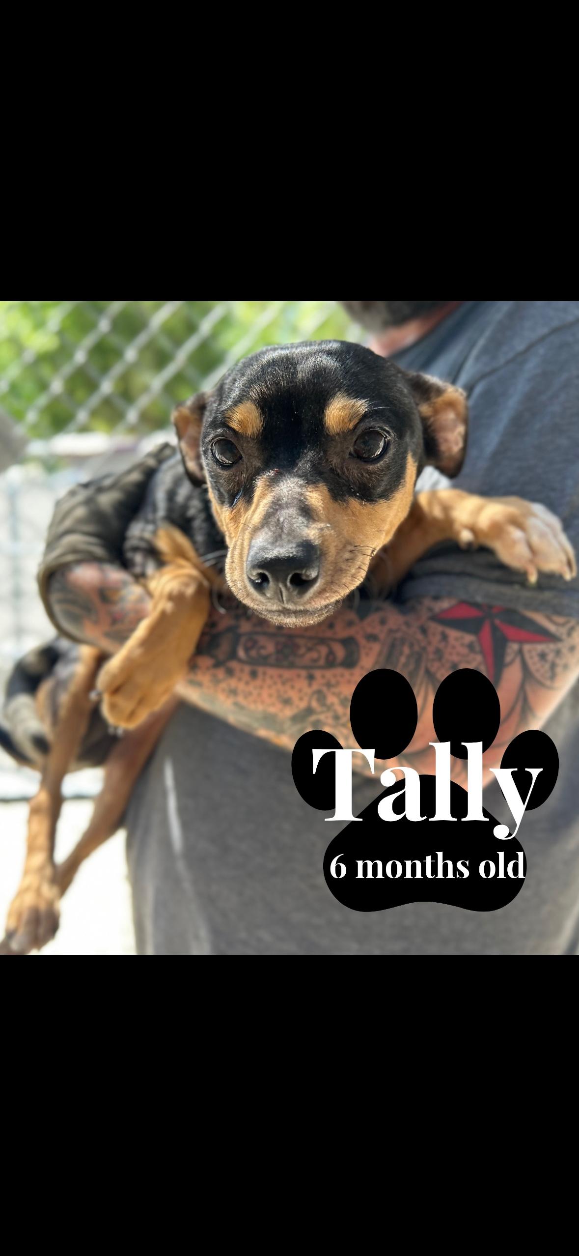 Enlarge Tally, a Adoptable mixed breed in seaside heights, NJ image 1/2