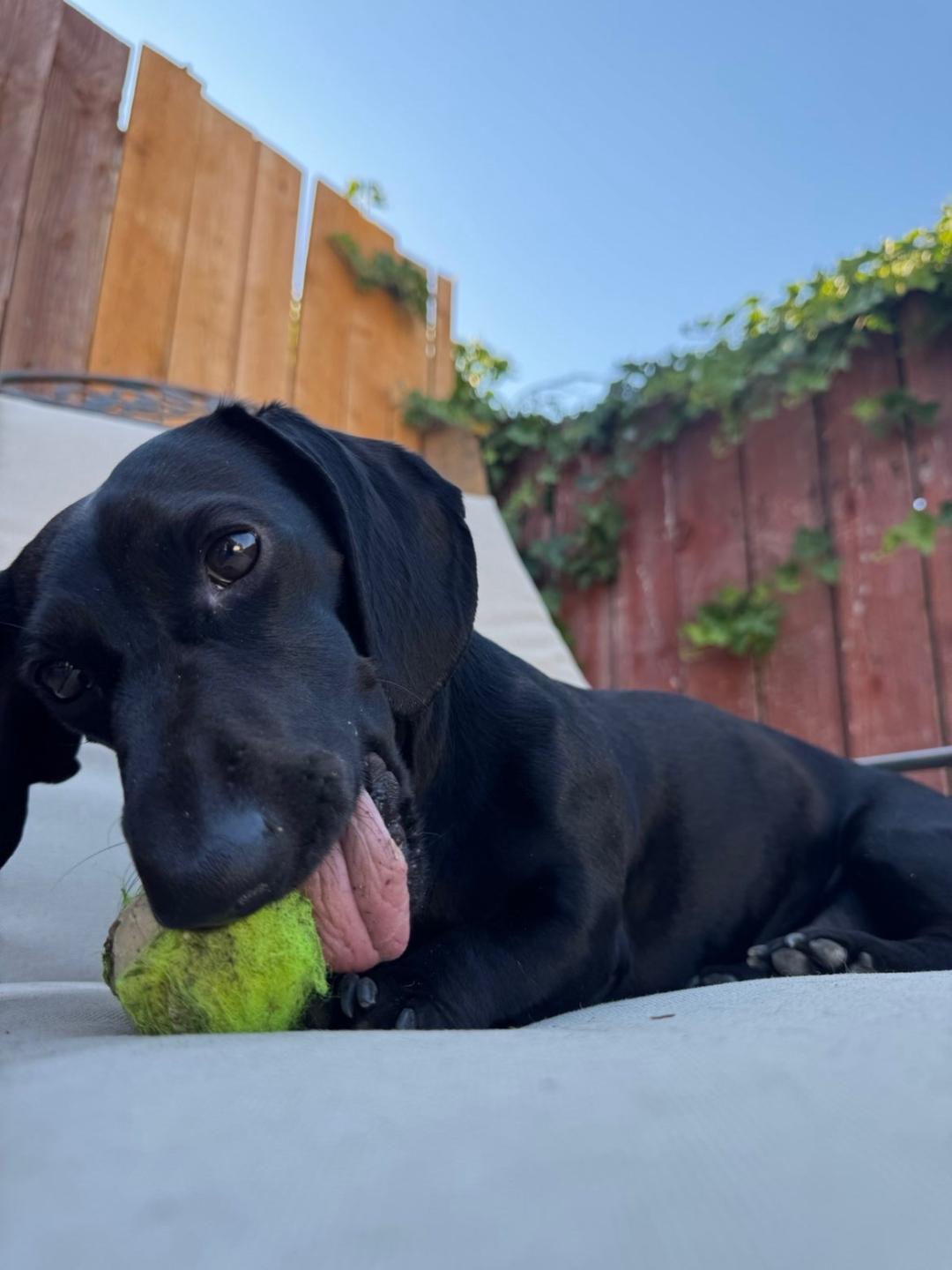 Shadow, a ADOPTABLE Dachshund in Portland, OR image 6/6