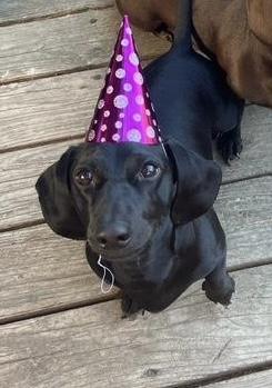 Shadow, a ADOPTABLE Dachshund in Portland, OR image 3/6