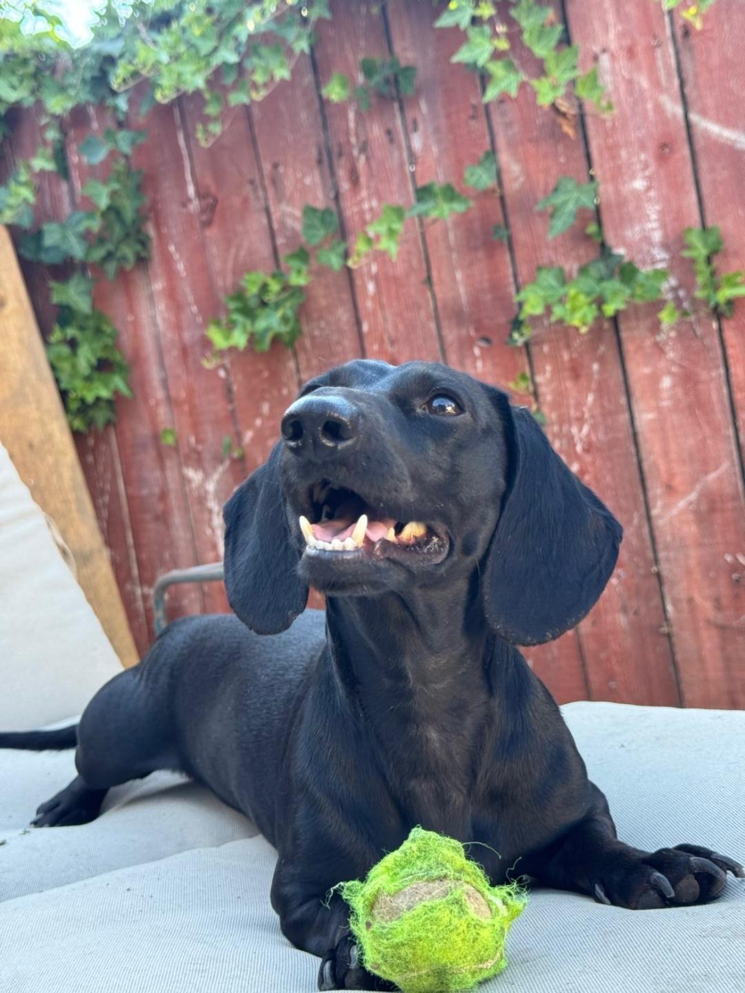 Shadow, a ADOPTABLE Dachshund in Portland, OR image 1/6