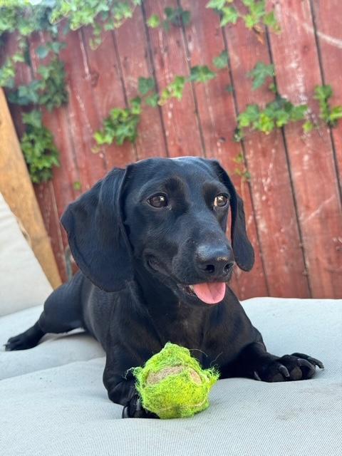 Shadow, a ADOPTABLE Dachshund in Portland, OR image 4/6