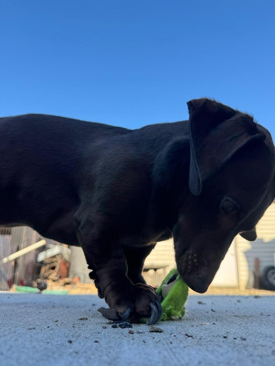 Shadow, a ADOPTABLE Dachshund in Portland, OR image 5/6