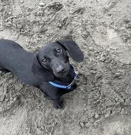 Shadow, a ADOPTABLE Dachshund in Portland, OR image 2/6