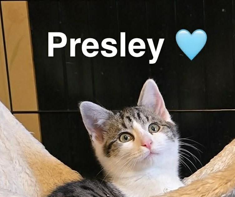 Enlarge Presley, a Adoptable Tabby in Beckley, WV image 1/1