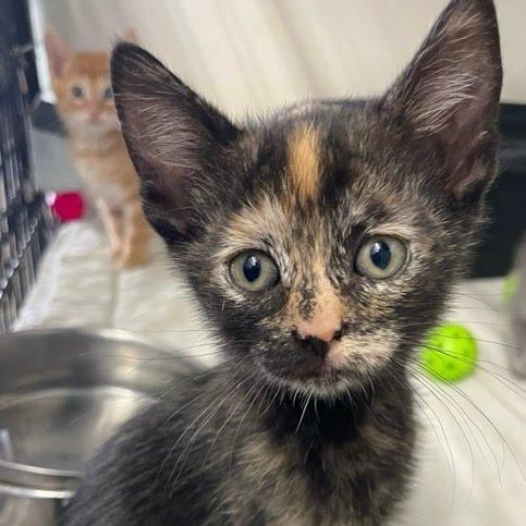 Bonheur, Adoptable, Kitten Female Domestic Short Hair.