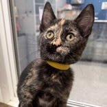 Enlarge Bonheur, a Adoptable Domestic Short Hair in Kingman, KS image 2/3
