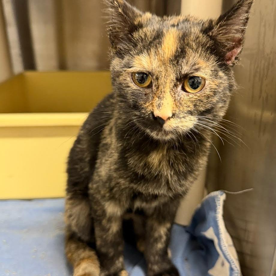 Enlarge Bonheur, a Adoptable Domestic Short Hair in Kingman, KS image 3/3