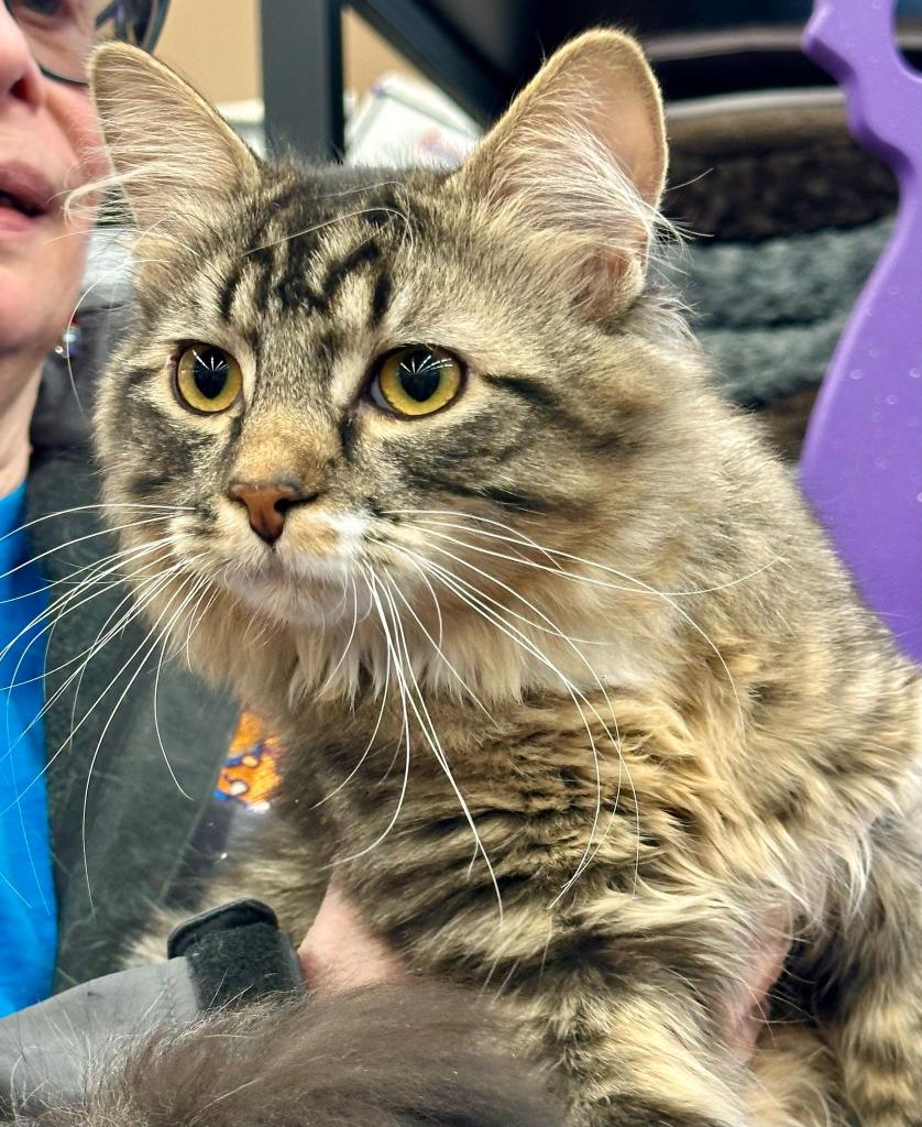 Bunsen, Adoptable, Young Male Domestic Medium Hair.