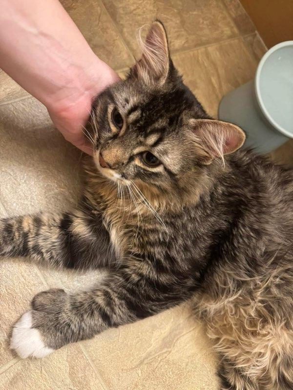 Enlarge Bunsen, a Adoptable mixed breed in Calgary, AB image 2/4