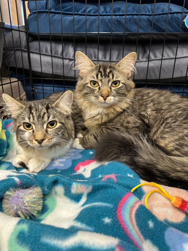 Bunsen, Adoptable, Young Male Domestic Medium Hair.