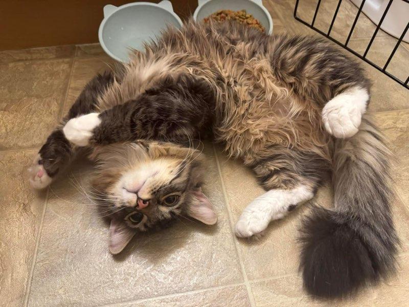 Bunsen, a Adoptable mixed breed in Calgary, AB image 2/4