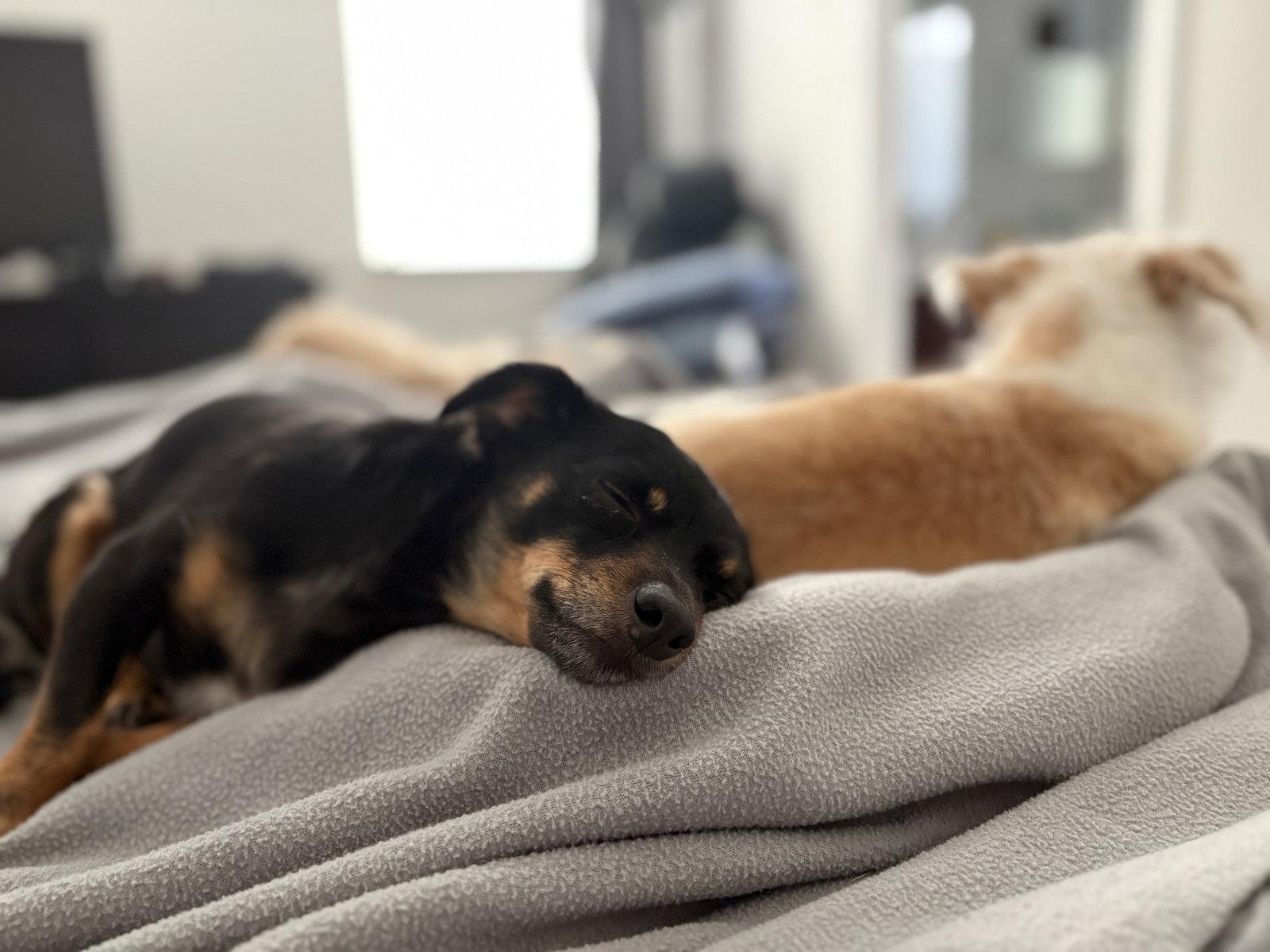 Enlarge Bailey, a Adopted mixed breed in Davis, CA image 2/3