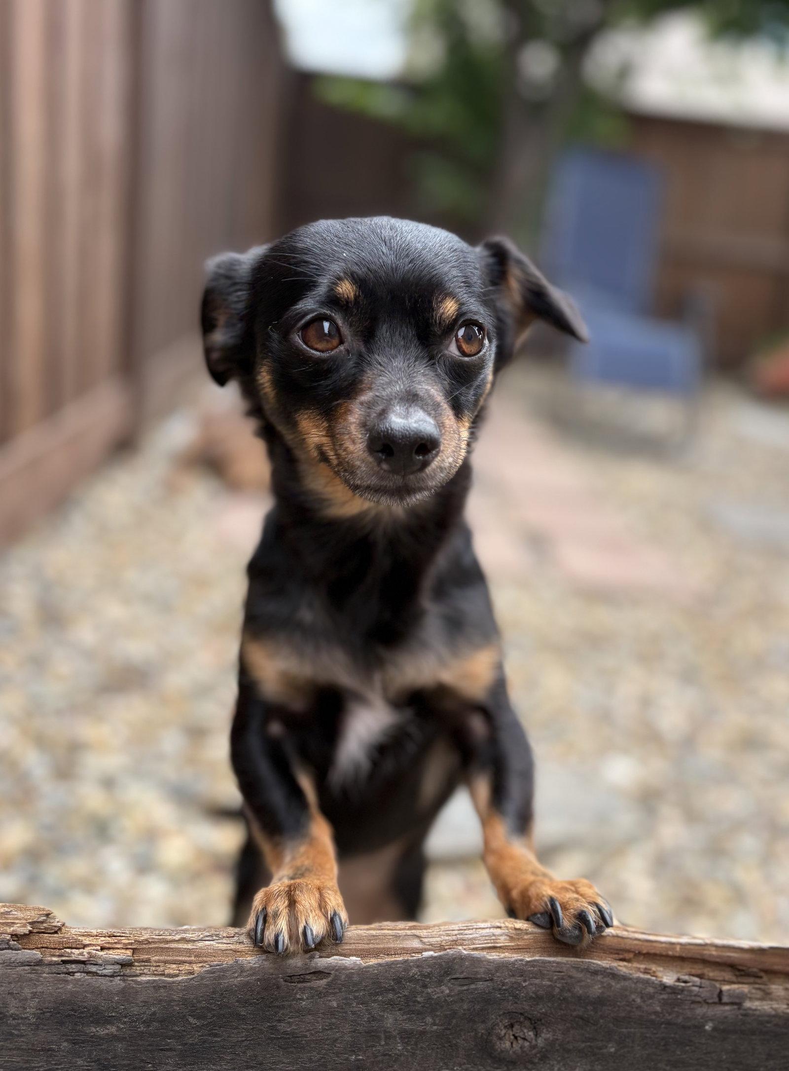 Enlarge Bailey, a Adopted mixed breed in Davis, CA image 3/3