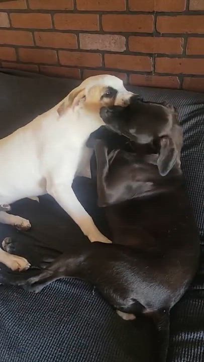 Enlarge Wishbone, a Adoptable mixed breed in Austin, TX video 5/6