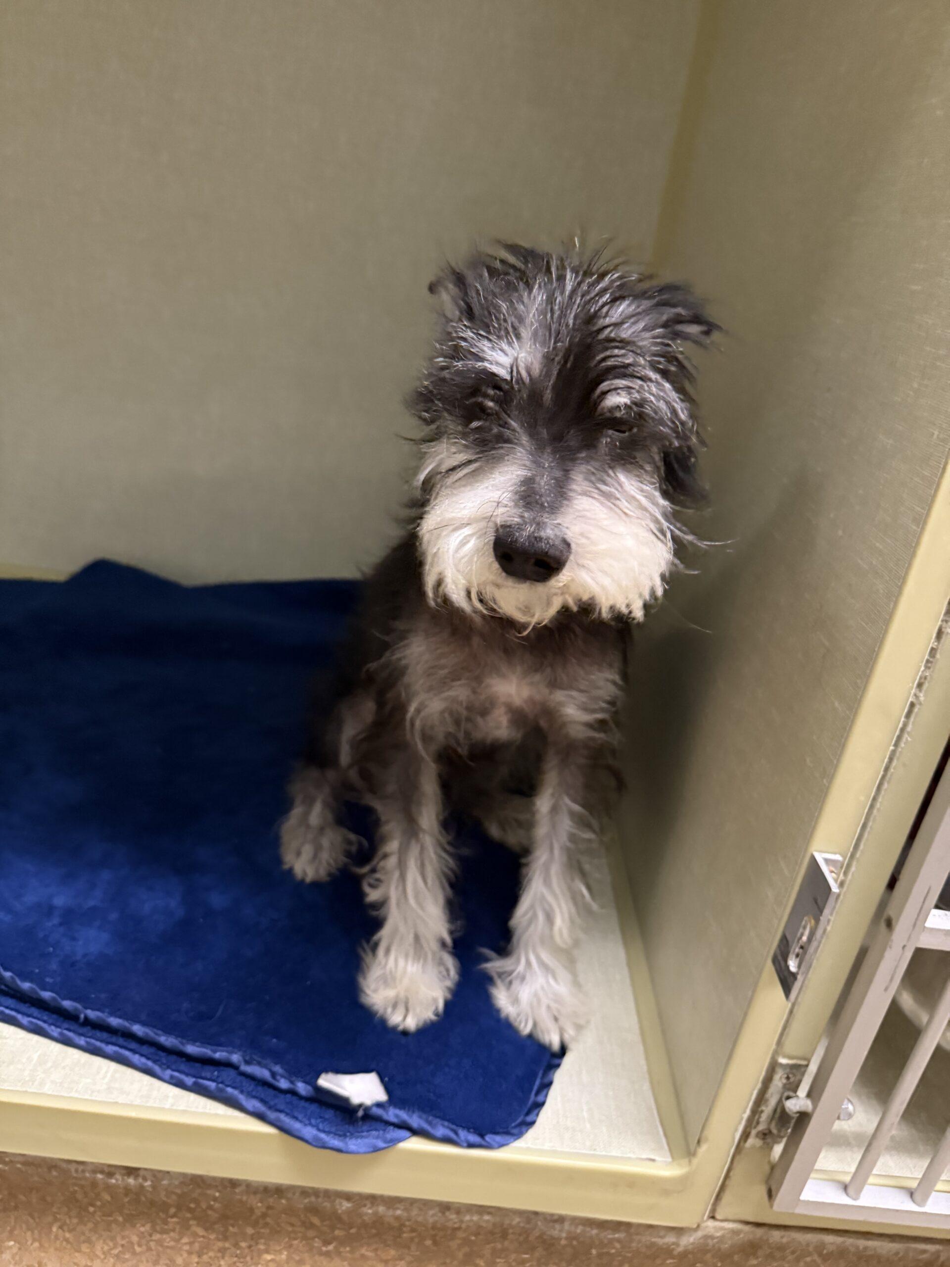 Lu Dort, Adoptable, Senior Male Miniature Schnauzer.