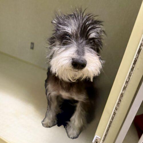 Lu Dort, a Adoptable Miniature Schnauzer in Broken Arrow, OK image 1/2