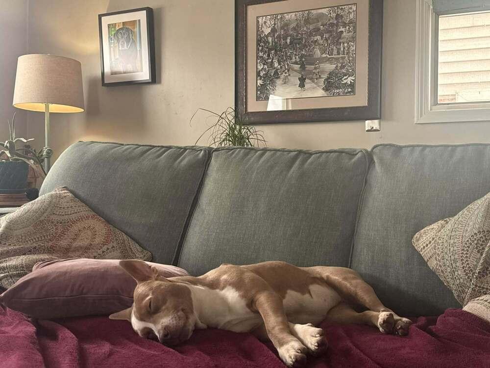 Necco, Adoptable, Adult Female Mixed Breed.