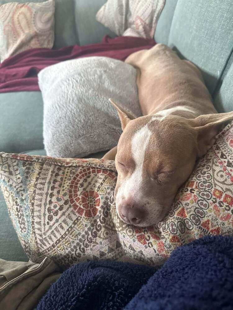 Enlarge Necco, a Adoptable mixed breed in Groveland, MA image 2/6