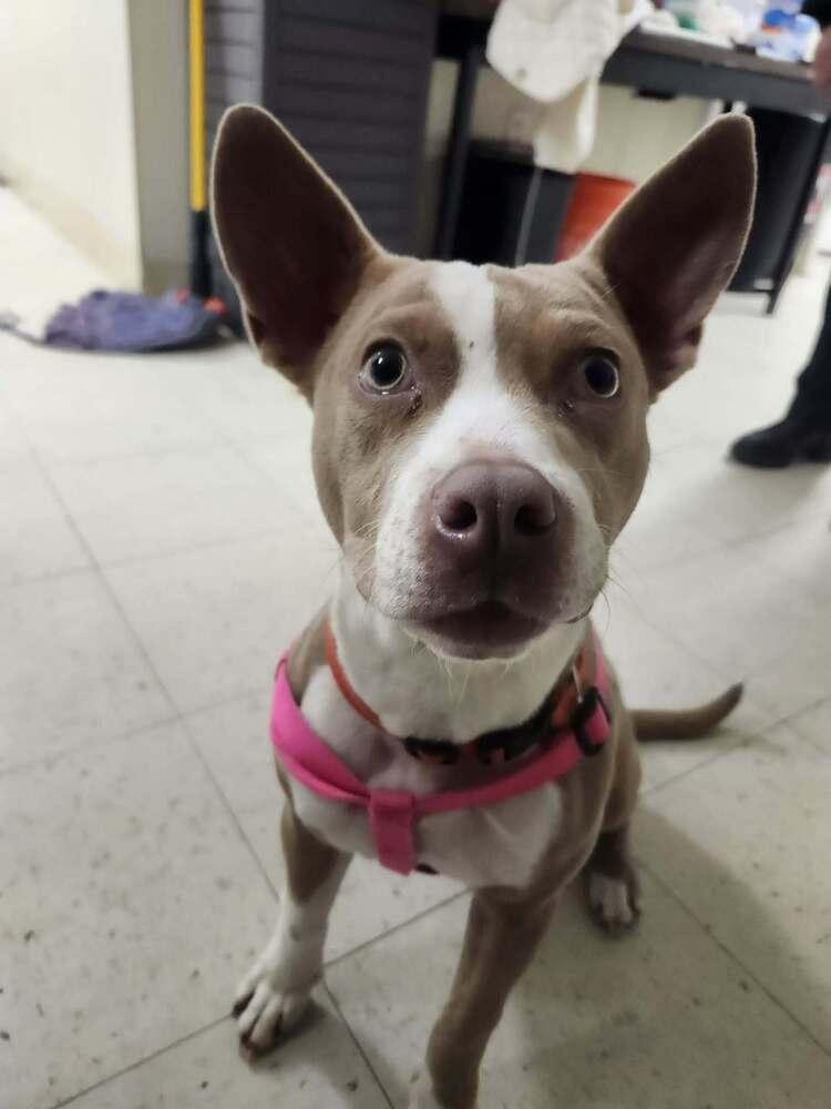 Enlarge Necco, a Adoptable mixed breed in Groveland, MA image 3/6