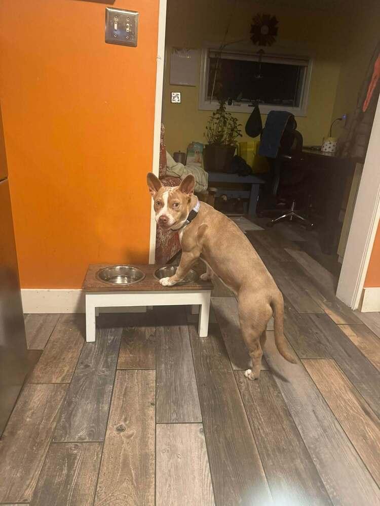 Enlarge Necco, a Adoptable mixed breed in Groveland, MA image 4/6