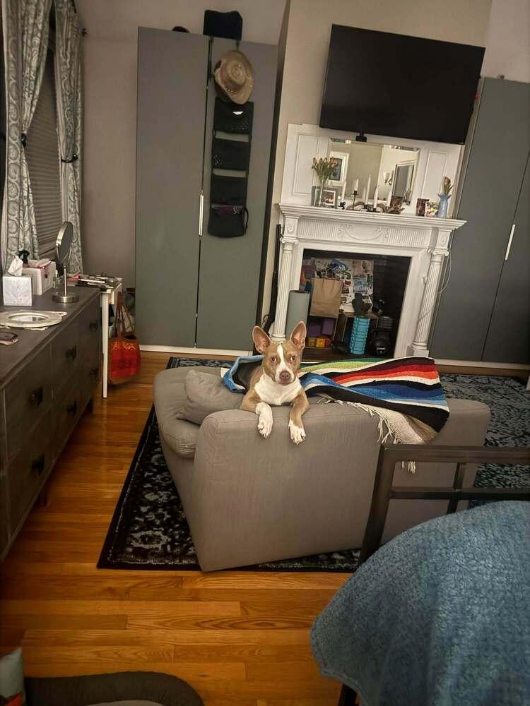 Enlarge Necco, a Adoptable mixed breed in Groveland, MA image 5/6