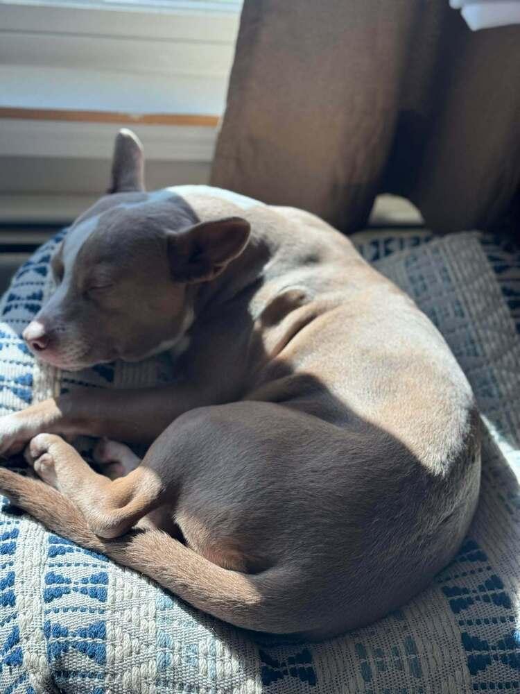 Enlarge Necco, a Adoptable mixed breed in Groveland, MA image 6/6