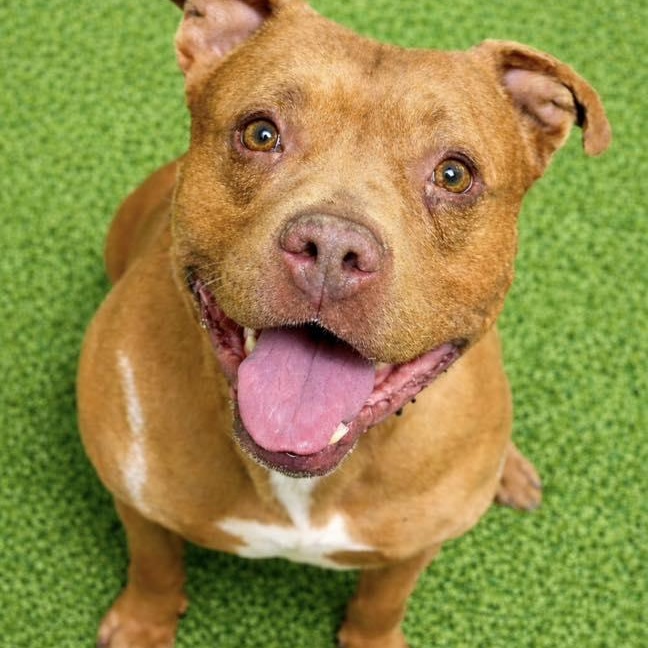 Enlarge Rex, a ADOPTABLE mixed breed in Battle Creek, MI image 1/1