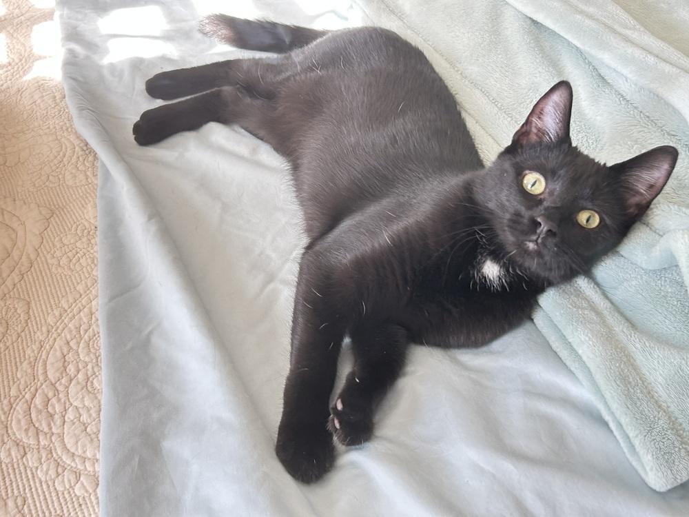 Macy, Adoptable, Kitten Female Domestic Short Hair.